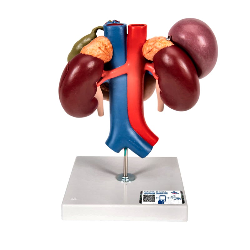 Anatomical Kidney Upper Abdomen Model with Removable Sections