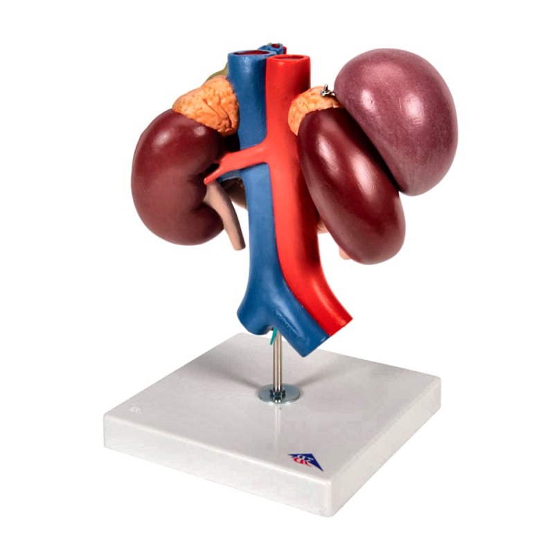 Anatomical Kidney Upper Abdomen Model with Removable Sections
