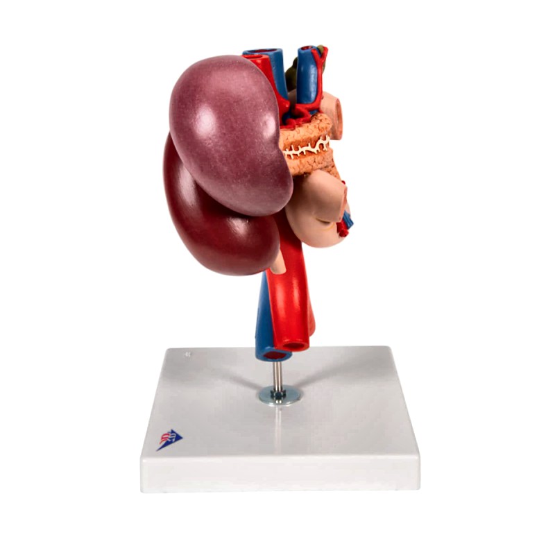 Anatomical Kidney Upper Abdomen Model with Removable Sections