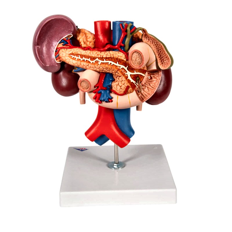 Anatomical Kidney Upper Abdomen Model with Removable Sections