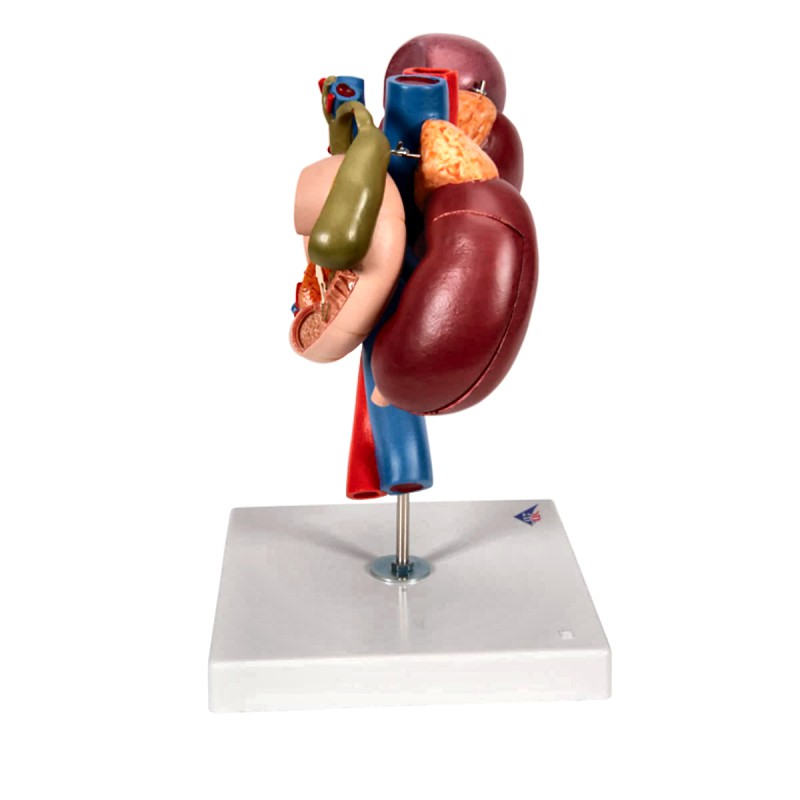 Anatomical Kidney Upper Abdomen Model with Removable Sections