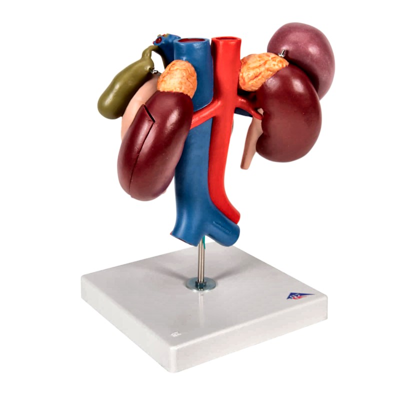 Anatomical Kidney Upper Abdomen Model with Removable Sections