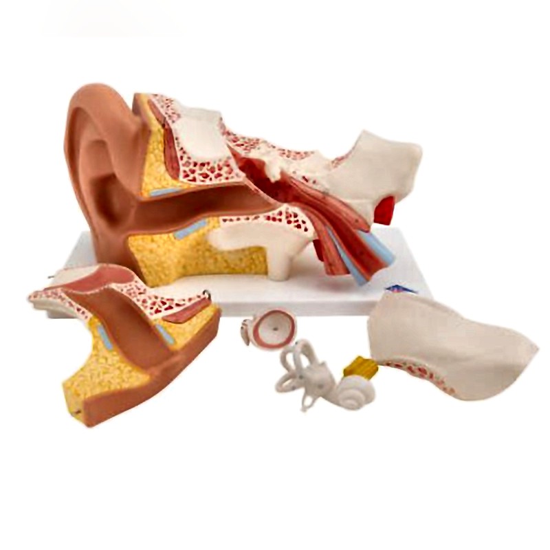 3B Scientific Inner Ear Model with Removable Structures and Anatomical Detail