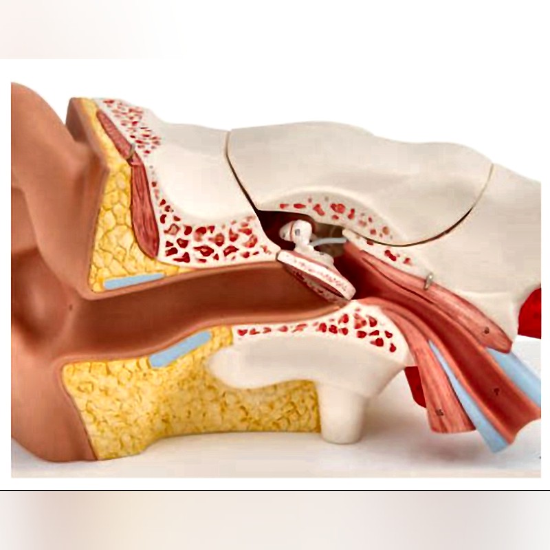3B Scientific Inner Ear Model with Removable Structures and Anatomical Detail
