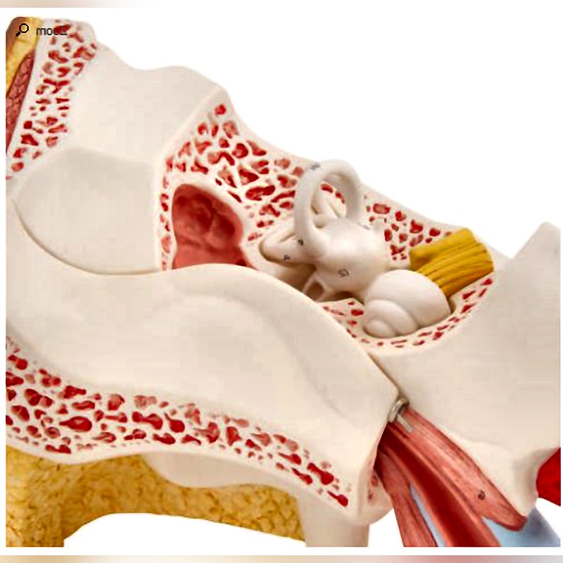 3B Scientific Inner Ear Model with Removable Structures and Anatomical Detail