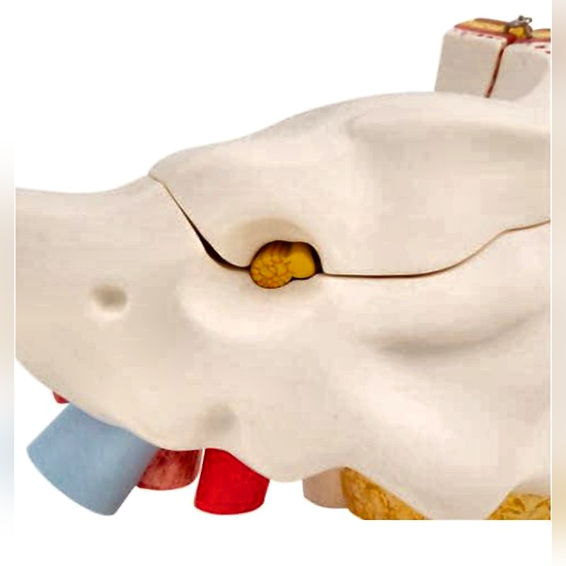 3B Scientific Inner Ear Model with Removable Structures and Anatomical Detail