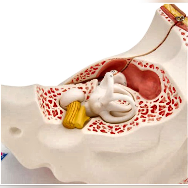 3B Scientific Inner Ear Model with Removable Structures and Anatomical Detail