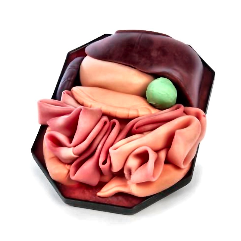 ID17 Stomach Model with Realistic Organs for Endoscopic Training