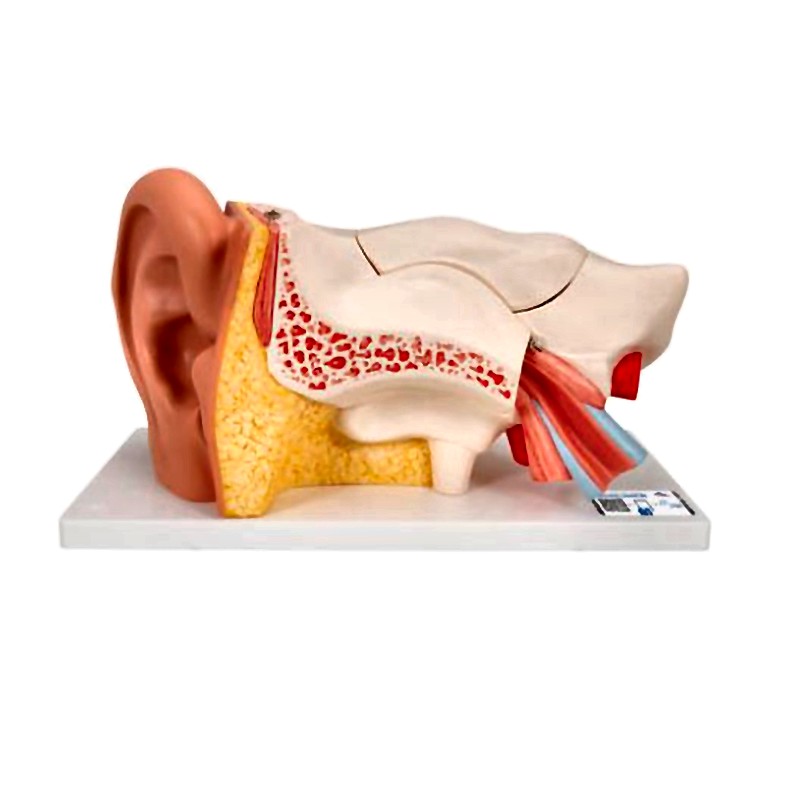 3B Scientific Inner Ear Model with Removable Structures and Anatomical Detail