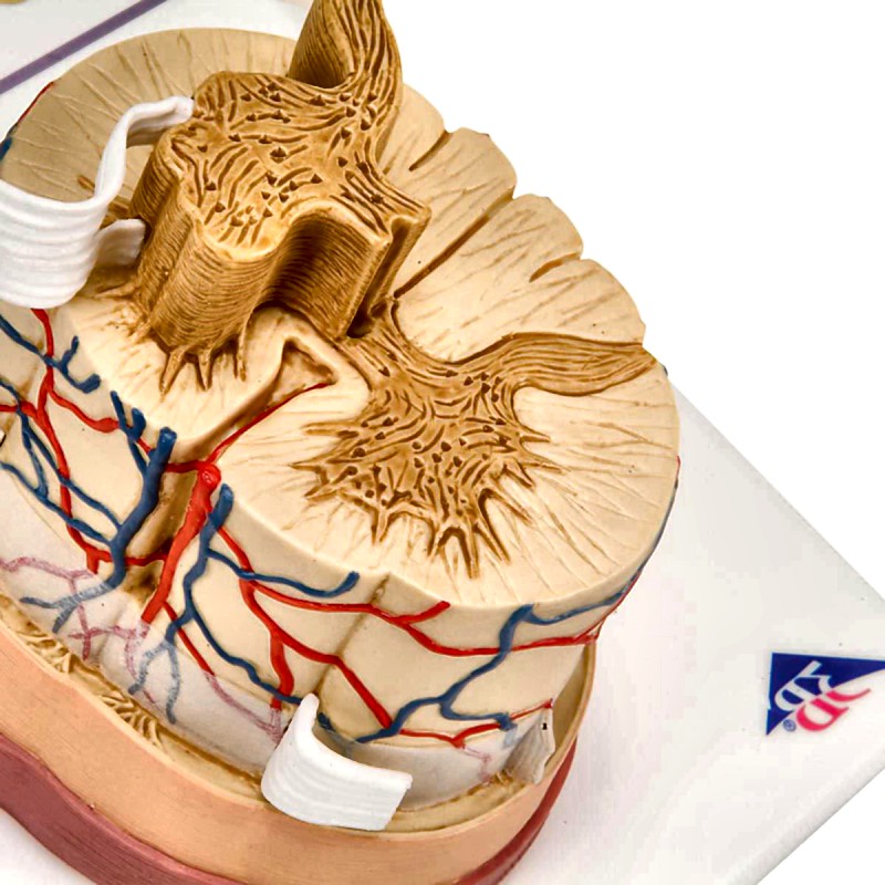 Spinal Cord Model with Nerve Endings 51 Scale Anatomical Teaching Tool
