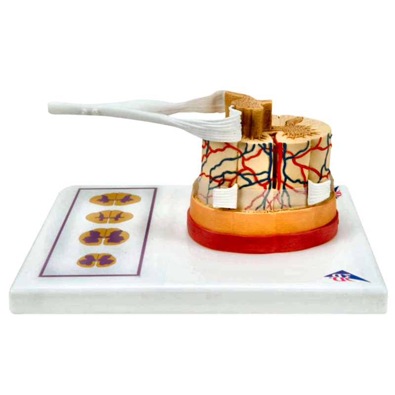 Spinal Cord Model with Nerve Endings 51 Scale Anatomical Teaching Tool